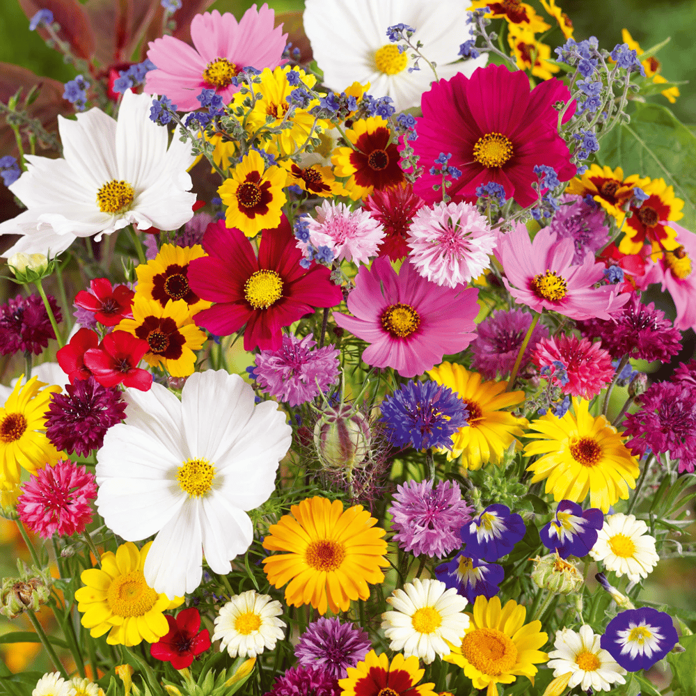 š„Last day clearancešPremium Cold-Hardy Mixed Perennial Seeds - Selected 40+ Fall Planting Mix