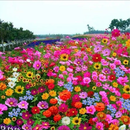 š„Last day clearancešPremium Cold-Hardy Mixed Perennial Seeds - Selected 40+ Fall Planting Mix