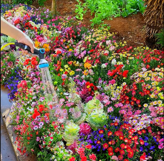 š„Last day clearancešPremium Cold-Hardy Mixed Perennial Seeds - Selected 40+ Fall Planting Mix