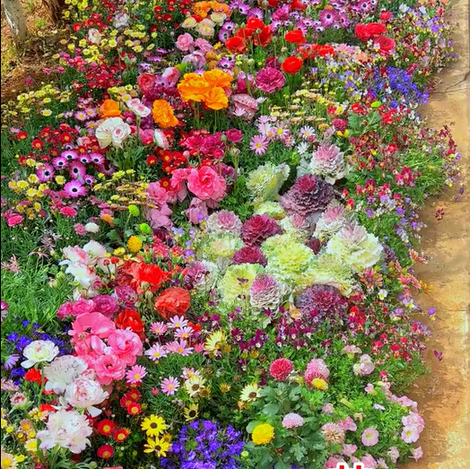 š„Last day clearancešPremium Cold-Hardy Mixed Perennial Seeds - Selected 40+ Fall Planting Mix