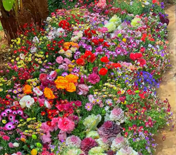 š„Last day clearancešPremium Cold-Hardy Mixed Perennial Seeds - Selected 40+ Fall Planting Mix
