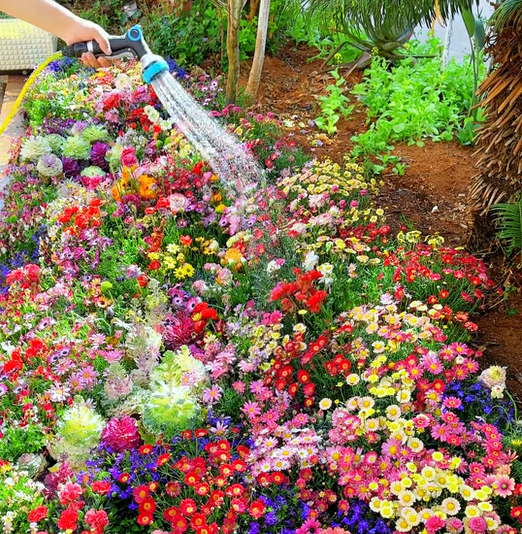 š„Last day clearancešPremium Cold-Hardy Mixed Perennial Seeds - Selected 40+ Fall Planting Mix